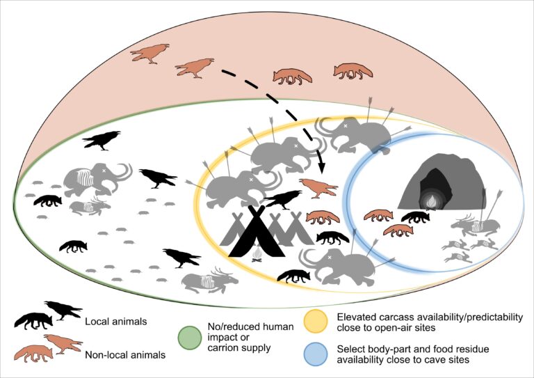 Relations between humans, ravens and other animals 30,000 years ago Raben