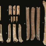 first prehistoric wind instruments in the Levant seven aerophones discovered at Eynan-Mallaha © Laurent Davin