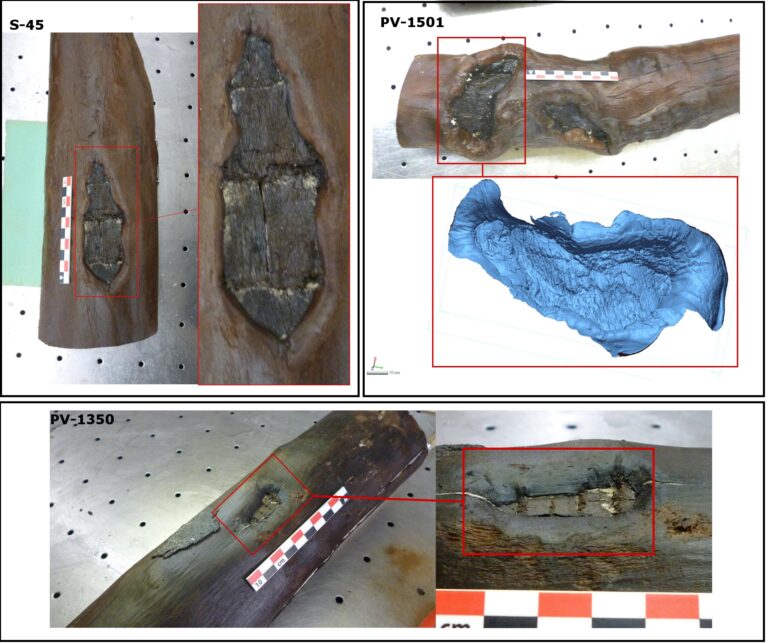 gestión de bosques General and detailed image of the anthropic marks identified on bay tree posts at La Draga. (Credit UAB)