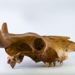 Ancient DNA reveals an early African origin of Cattle in the Americas