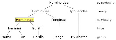 Hominoidea