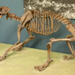 smilodon fatalis timing causes mammals extinctions Ice Age