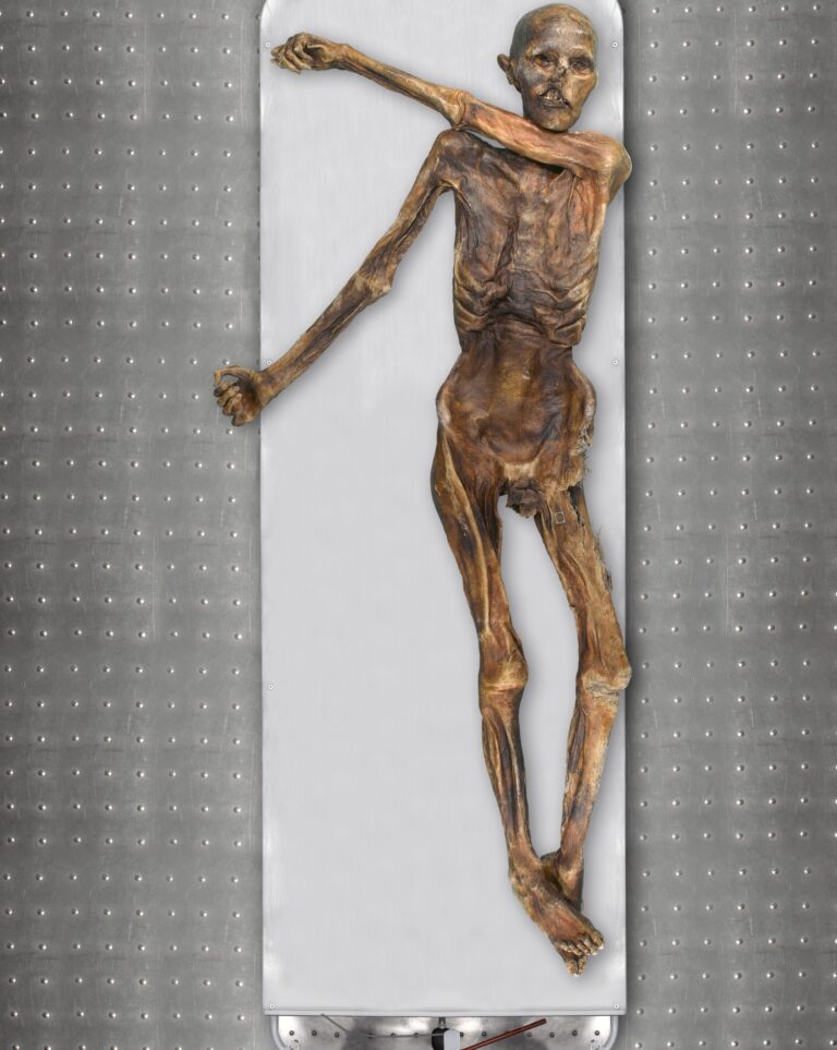 The Tyrolean Iceman is known as one of the oldest human glacier mummies Credits: Südtiroler Archäologiemuseum EURAC Marco Samadelli-Gregor Staschitz Ötzi dunkle Haut Glatze anatolische Vorfahren
