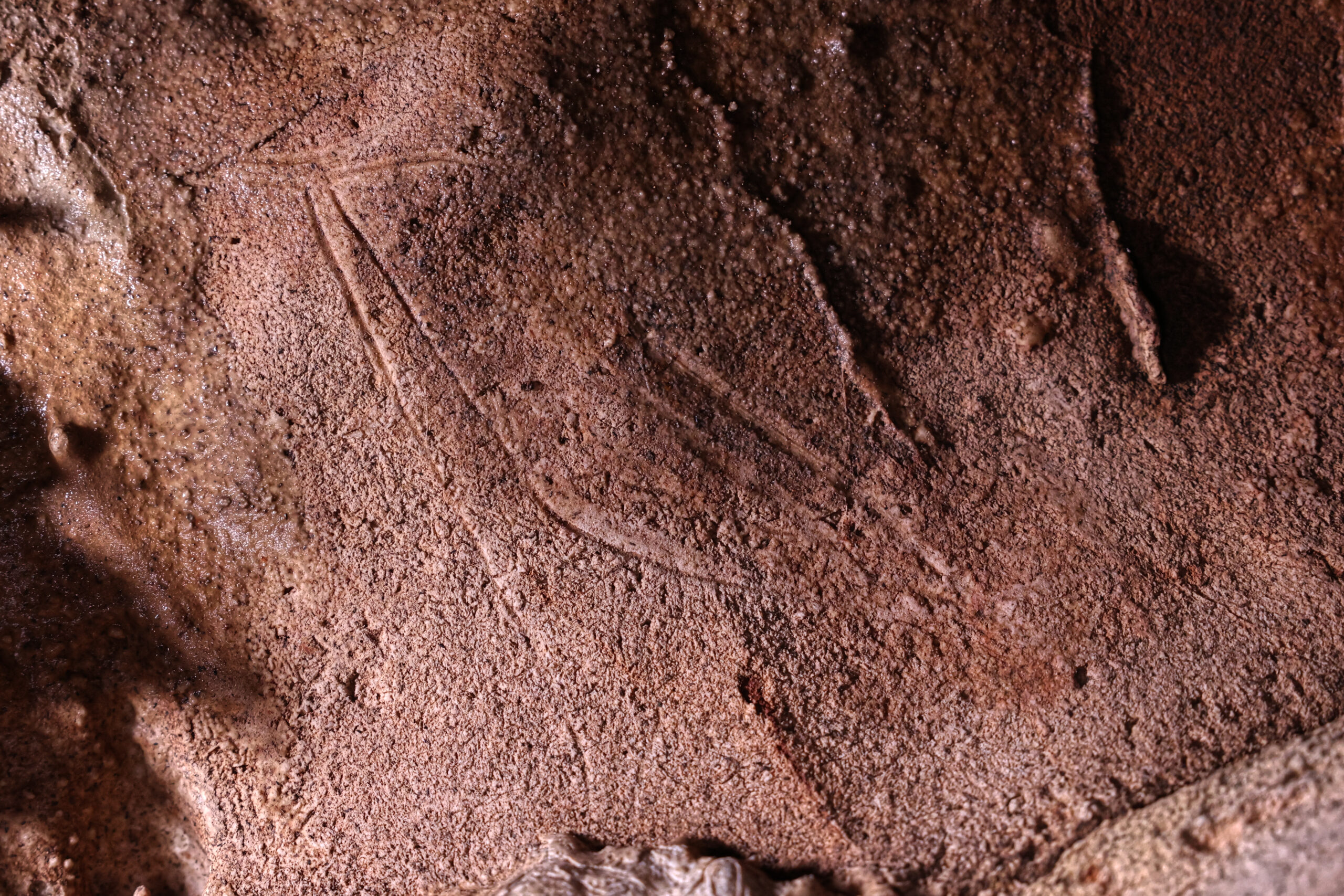 Engraved hind found in Cova Dones. © A. Ruiz-Redondo, V. Barciela, X. Martorell