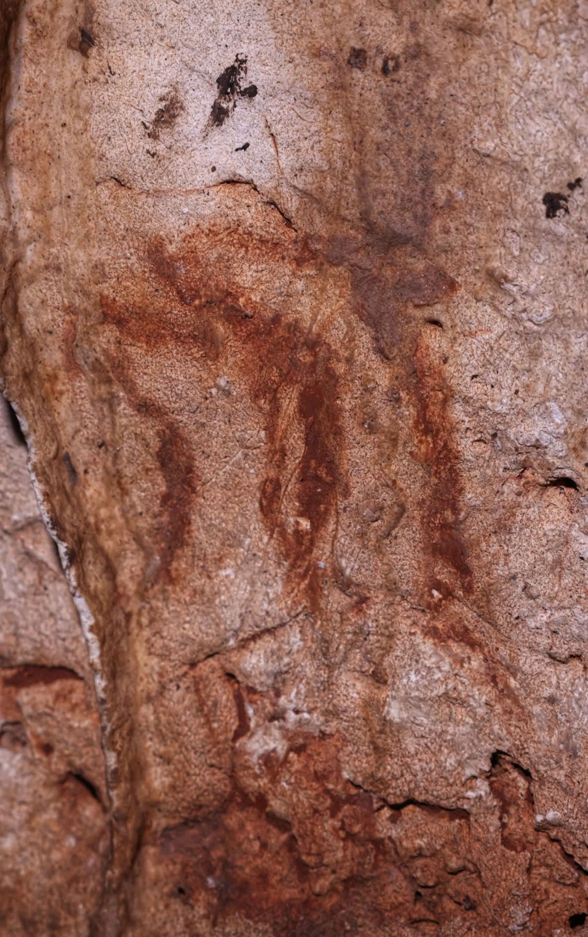 Two hinds heads painted in Cova Dones. © A. Ruiz-Redondo, V. Barciela, X. Martorell