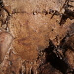 Painted auroch head. It was the first animal figure discovered in Cova Dones, confirming the existence of Palaeolithic rock art in the site. © A. Ruiz-Redondo, V. Barciela, X. Martorell