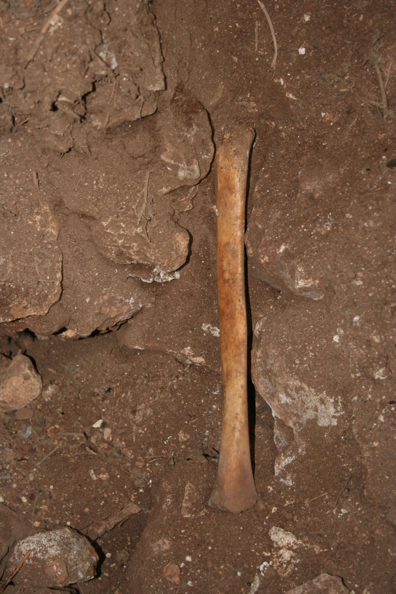 Cueva de los Marmoles Human bone on surface, inside the cave.