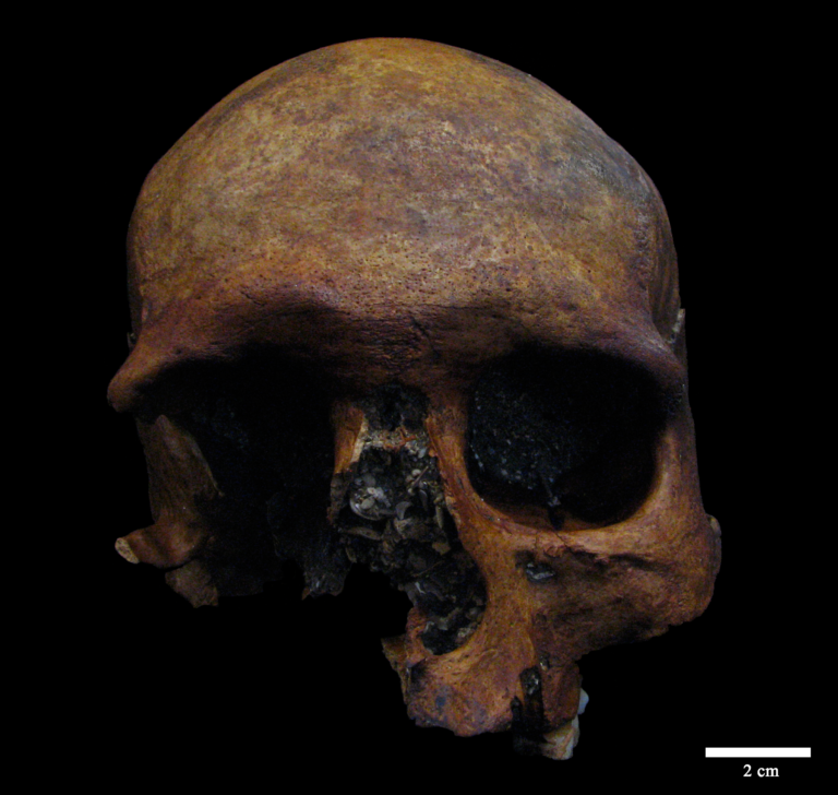 Cráneo de la sima de Marcenejas antes de su restauración/Pilar Fernández Colón (CENIEH)