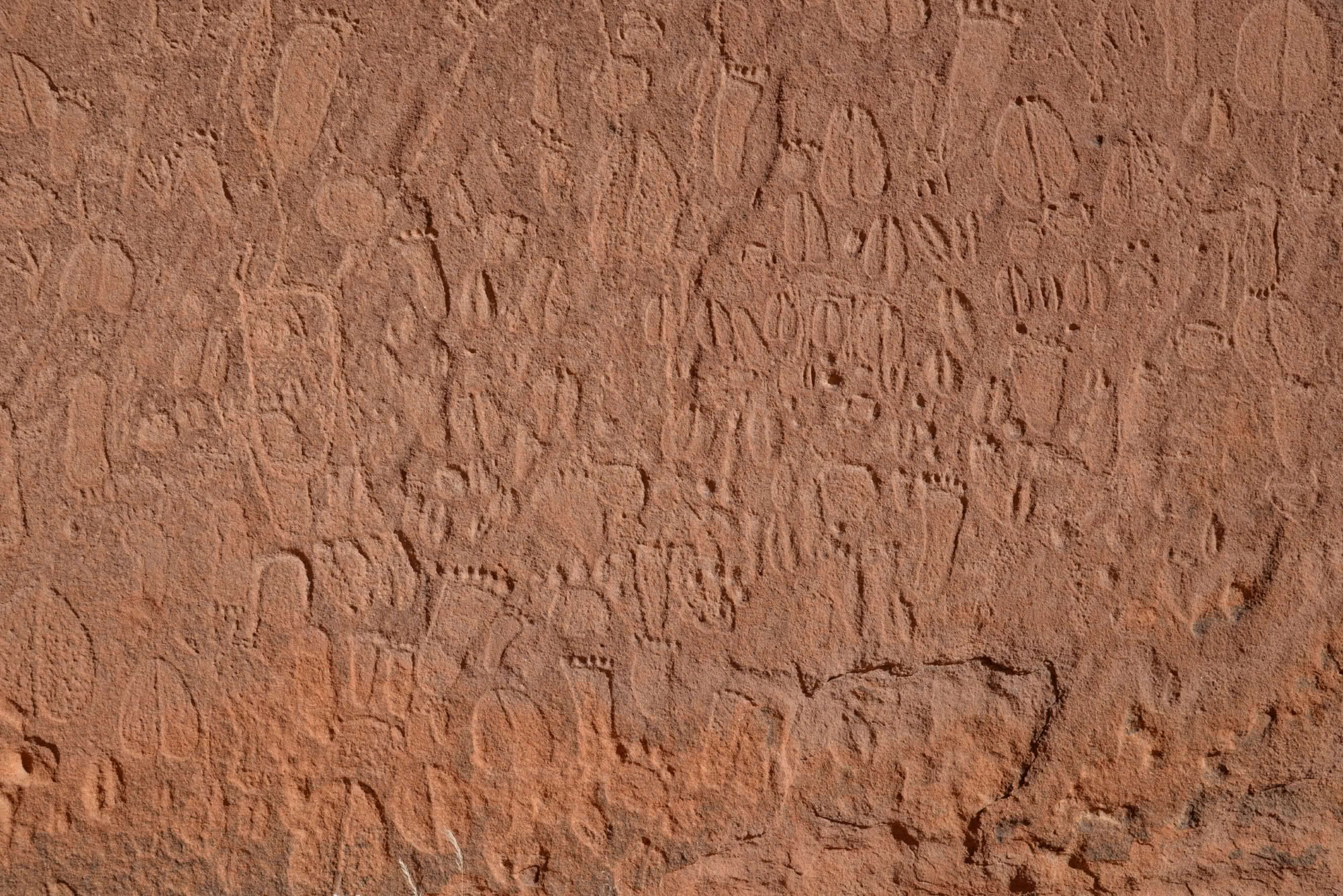 Detail of Stone Age depictions of human footprints and animal tracks in Doro !Nawas mountains, Namibia.  Andreas Pastoors, CC-BY 4.0 Namibische Fährtenleser ermöglichen es, Forschern der FAU und Universität Köln Bilder von Tierfährten auf Felswänden zu analysieren