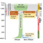 early bottleneck Middle Pleistocene