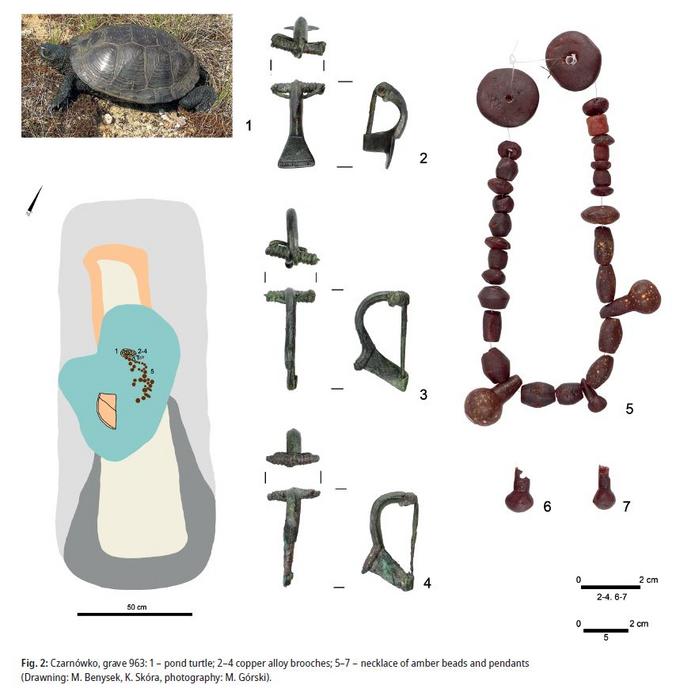 Czarnówko, grave 963: 1 – pond turtle; 2–4 copper alloy brooches; 5–7 – necklace of amber beads and pendants. As for the credits, Drawing: M. Benysek, K. Skóra, photography: M. Górski, in Praehistorische Zeitschrift