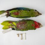 The authors pieced together the long history of parrots in the genus Amazona, focusing on two species — the Cuban (A. leucocephala) and Hispaniolan (A. ventralis) parrots — for which they could obtain ancient DNA samples.
