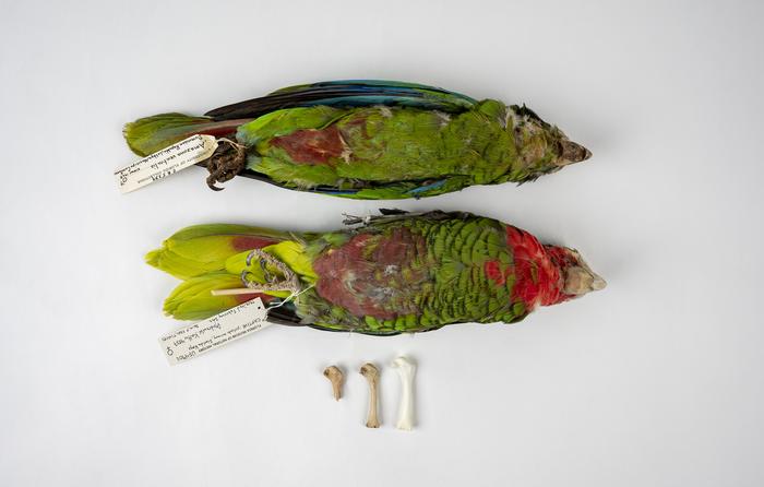 The authors pieced together the long history of parrots in the genus Amazona, focusing on two species — the Cuban (A. leucocephala) and Hispaniolan (A. ventralis) parrots — for which they could obtain ancient DNA samples.