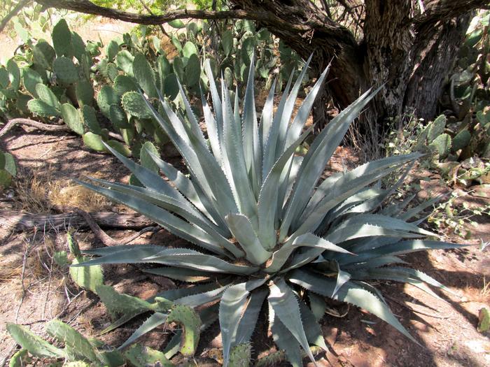 Agave phillipsiana 