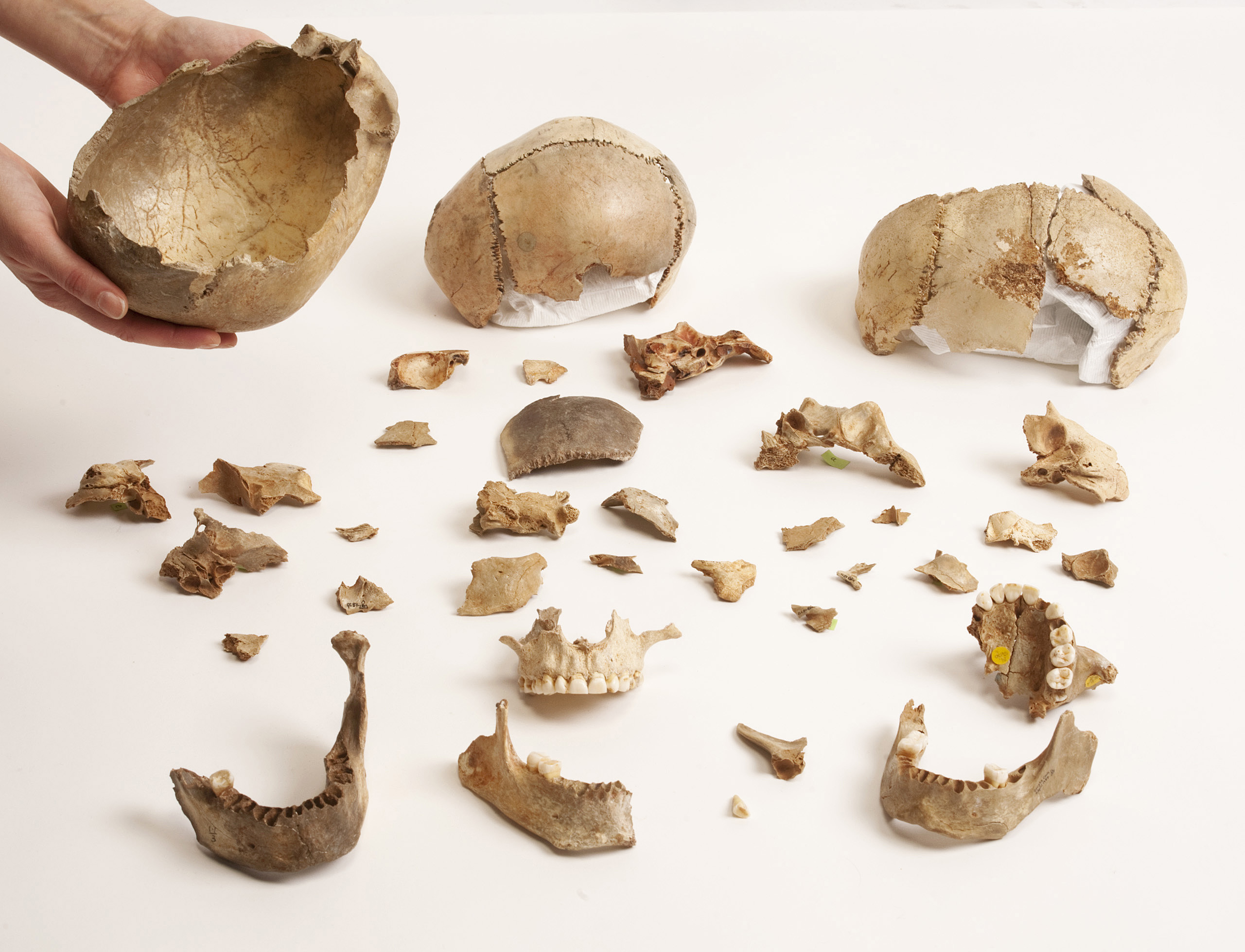 Gough's Cave and Courbet Cave skull cups - © Trustees of the Natural History Museum