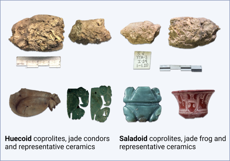 coprolites and artifacts recovered from the Huecoid and Saladoid archaeological sites
