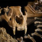 The skull of the cave lion from Siegsdorf (Bavaria, Germany) shows the large canines of this dangerous carnivore. Volker Minkus ©NLD