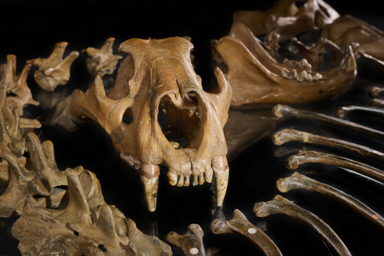 The skull of the cave lion from Siegsdorf (Bavaria, Germany) shows the large canines of this dangerous carnivore. Volker Minkus ©NLD