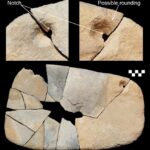 Re-fit of a grinding stone from Jebel Oraf Mahlwerkzeugen offenbart Verarbeitung von Pflanzen, Pigmenten und Knochen im neolithischen Nord-Saudi-Arabien