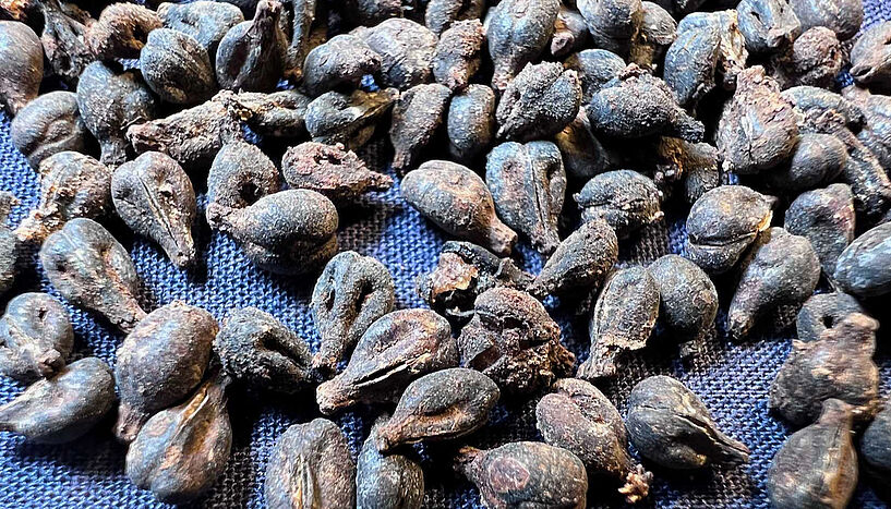 Fig. 4: These excellently preserved grape seeds were found in the sealed wine jars in the tomb of Queen Meret-Neith in Abydos Credits: EC Köhler