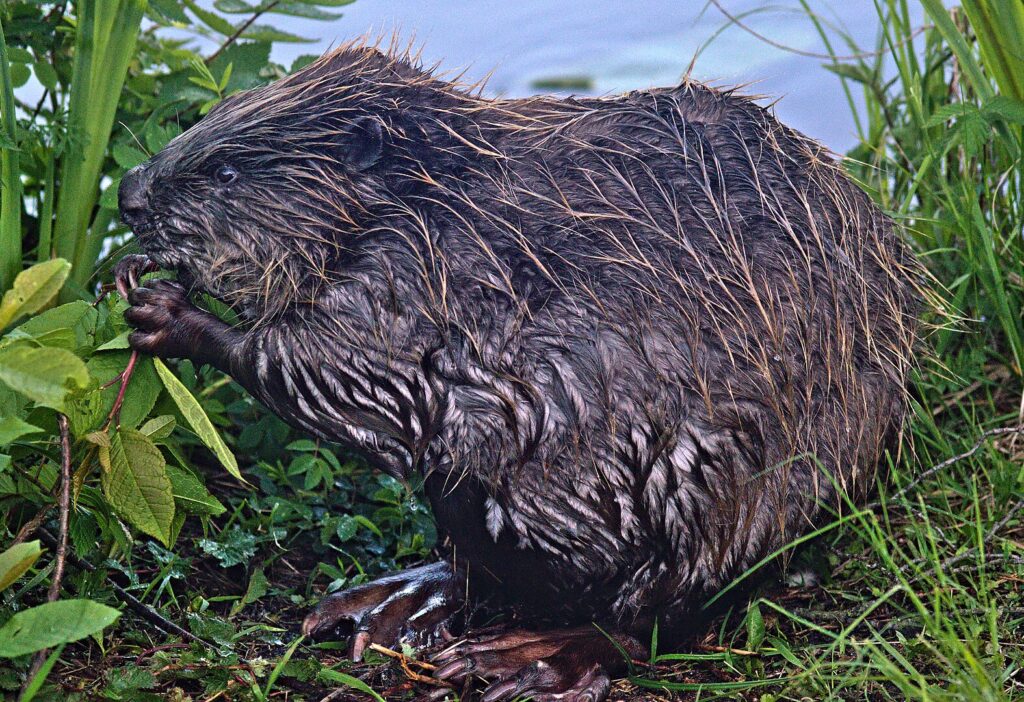 Menschen Bilzingsleben jagten Biber humans hunted beavers Bilzingsleben Eurasian beaver (Castor fiber)