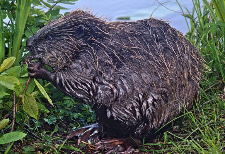 Eurasian beaver (Castor fiber)