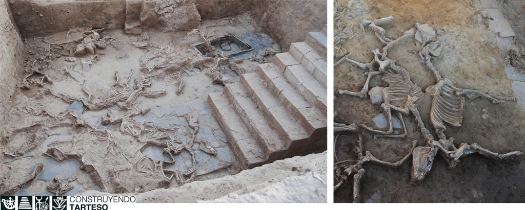 Sacrificed equids from the courtyard of Casas del Turuñuelo site (Badajoz, Spain). Iron Age Tartessian Culture. Yard discovered and excavated since 2017. Credits: Construyendo Tarteso, CC-BY 4.0