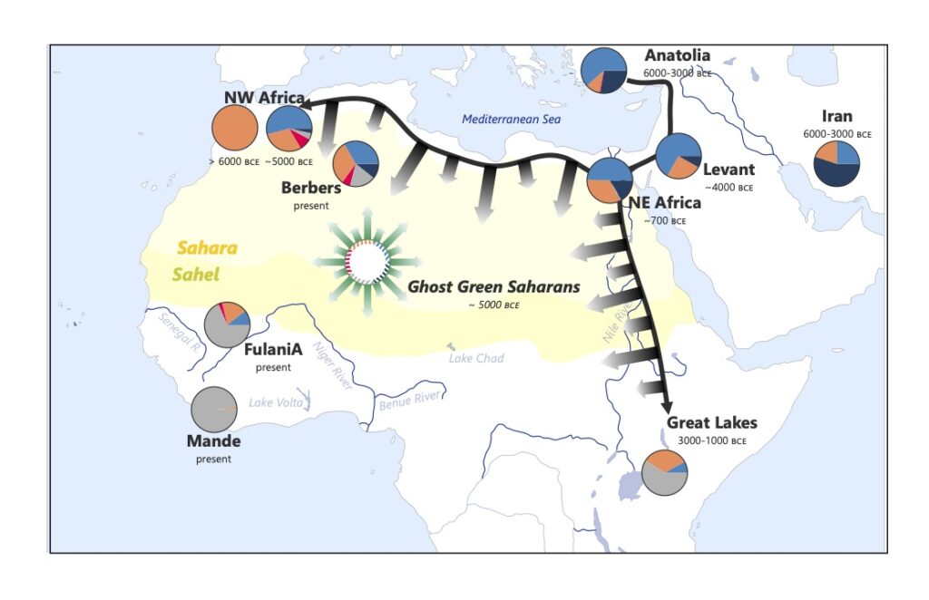 Rappresentazione semplificata delle componenti genetiche nelle popolazioni del Green Sahara e nei Fulani. (Credits: Eugenia D’Atanasio. Concessione di Current Biology)