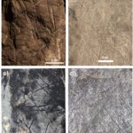Comparación entre: (a) los supuestos grabados geométricos en la cueva de Rising Star sugeridos por Berger et al. en el complejo de paleocuevas de Drimolen (b-d) que ha creado patrones geométricos similares con rayas cruzadas que no son de origen antropogénico/M. Martinón-Torres et al