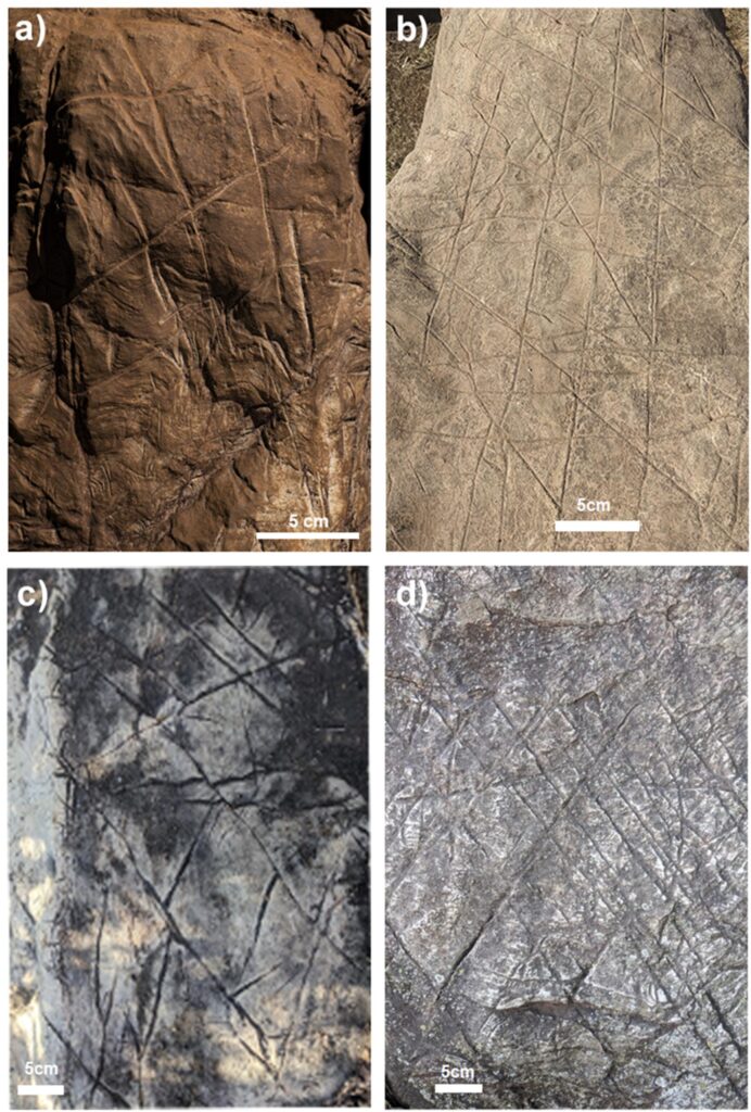 Homo naledi cognitively advanced behaviors Comparación entre: (a) los supuestos grabados geométricos en la cueva de Rising Star sugeridos por Berger et al. en el complejo de paleocuevas de Drimolen (b-d) que ha creado patrones geométricos similares con rayas cruzadas que no son de origen antropogénico/M. Martinón-Torres et al