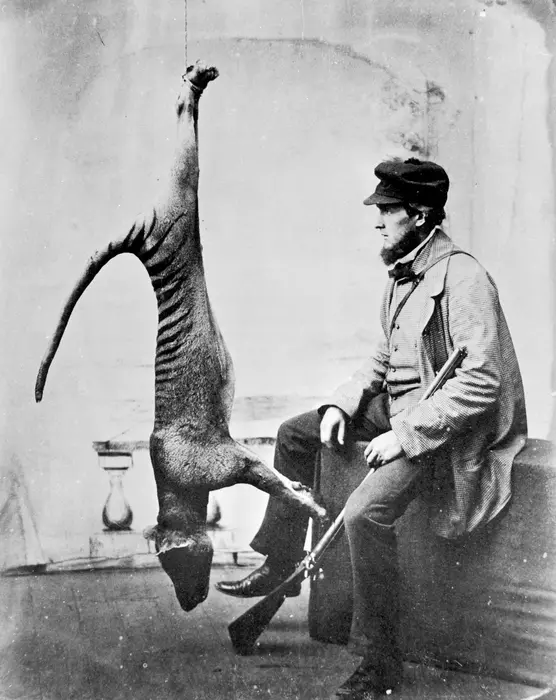 Thylacines were the largest marsupial carnivores of recent times. In 1830, British settlers in Tasmania established the first bounties encouraging violence against both Tasmania’s first peoples and thylacines. The last known thylacine died in 1936. Credits: © Tasmanian Museum and Art Gallery