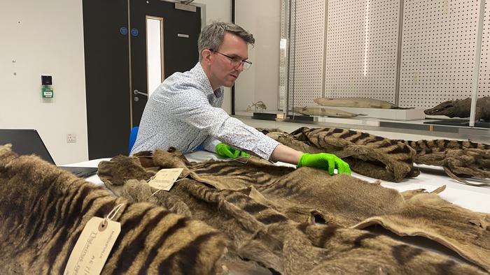 The University of Cambridge’s collection of thylacines, sent from Morton Allport in 1869 and 1871, represent the UK’s biggest collection of this species known to originate from a single person. Credits: © University of Cambridge / Natalie Jones