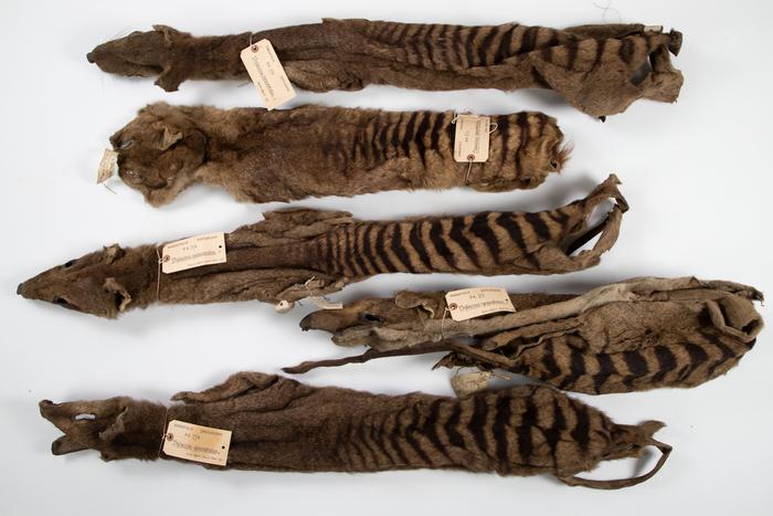 The five thylacine skins Morton Allport sent to the University Museum of Zoology, Cambridge, in 1869 and 1871. Credits: © University of Cambridge