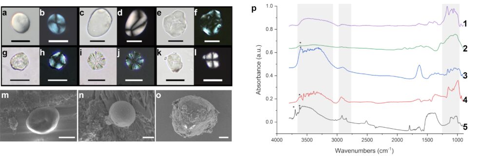 a-o) Granuli di amido di Brînzeni I e Surein I in microscopia ottica in luce trasmessa in campo chiaro (a,c,e,g,i,k), in luce polarizzata (b,d,f,h,j,l) e al SEM (m,n,o); p) gli spettri di caratterizzazione chimica mediante spettroscopia infrarossa a luce di sincrotrone