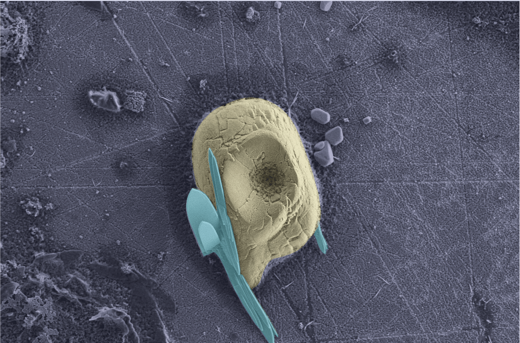 amido sapiens Paleolitico steppe foto al microscopio elettronico (SEM) di un granulo di amido (colorato in giallo) associato a dei cristalli di ossalato chiamati rafidi (colorato in azzurro)