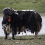 Tibetan yak. Credits: Zhengwei Zhang