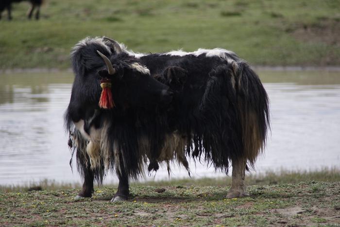 Tibetan yak. Credits: Zhengwei Zhang