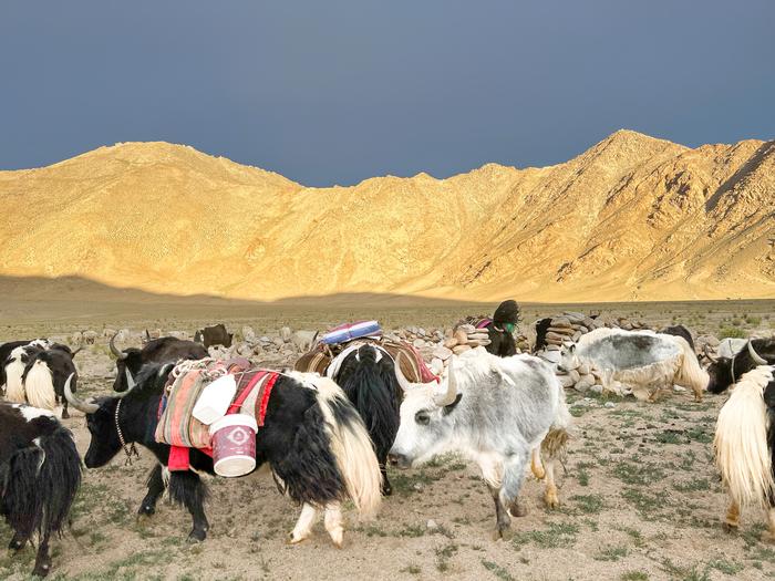 Yak in western Tibetan Plateau, at about 4000 meters above sea level. Credits: Zhengwei Zhang