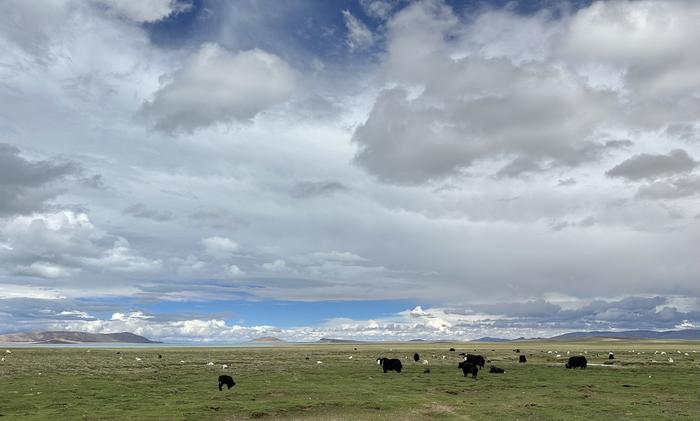 Yak and sheep near Siling Lake, at an elevation of 4,560 meters above sea level. Credits: Xinyi Liu