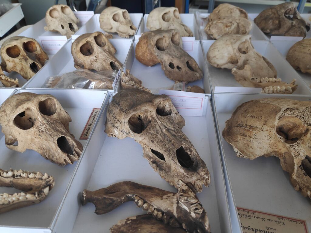 Baboons Egypt mummies Overview of some skulls available for study. Credits: Bea De Cupere, CC-BY 4.0