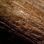 Jagd Waldelefanten Neandertalern Incisions some 5 millimeters in length made by Neanderthals on the Palaeoloxodon antiquus pelvic bone from Gröbern (photo/©: Lutz Kindler, LEIZA)