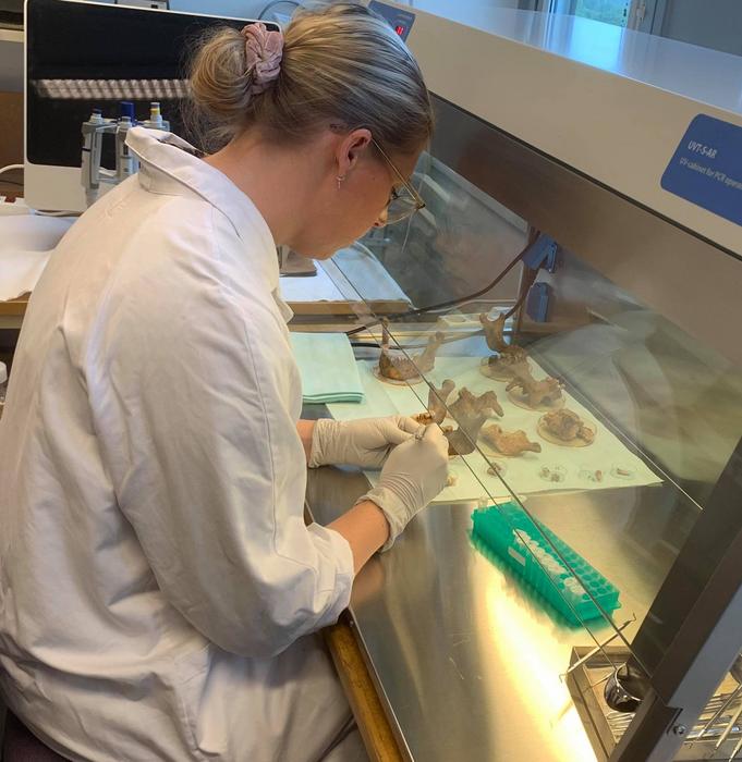 Viking teeth from Varnhem, Sweden, are clinically examined by Carolina Bertilsson. Credits: Photo by Yoichi Ishizuka