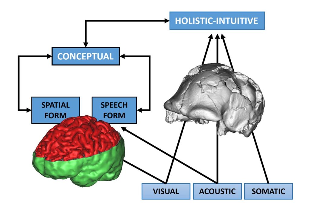 fossils cognition John Teasdale's subsystems model used in cognitive archaeology/Emiliano Bruner