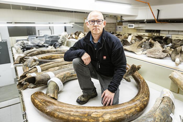 Matthew Wooller, a professor in the UAF College of Fisheries and Ocean Sciences, sits among mammoth tusks in the collection at the University of Alaska Museum of the North. Credits: UAF photo by JR Ancheta