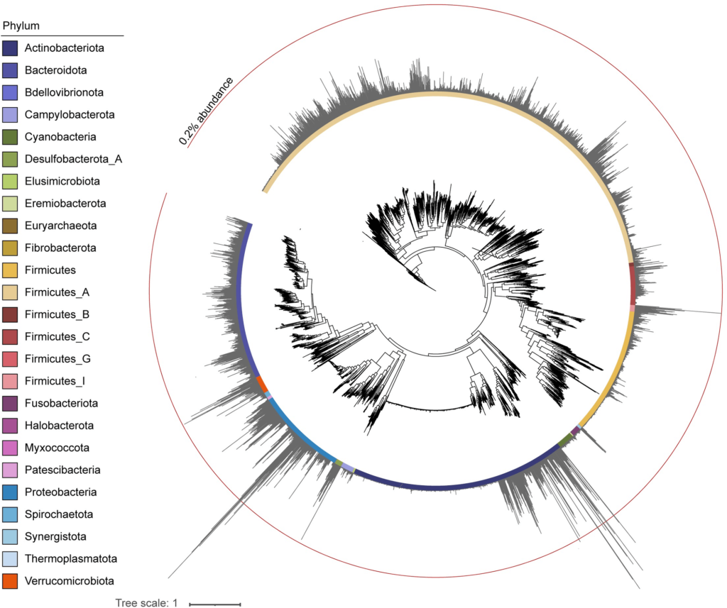 Phylogenetic trees of detected gut bacteria. The tree indicates phylogenetic relationships of 4,616 bacterial species. Credits: Nishimura et al., 2024, PLoS ONE, CC-BY 4.0