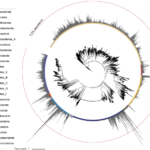 coprolites Early Jomon Phylogenetic trees of detected gut bacteria. The tree indicates phylogenetic relationships of 4,616 bacterial species. Credits: Nishimura et al., 2024, PLoS ONE, CC-BY 4.0