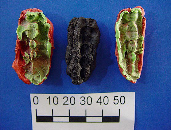 The plastelina casts for one of the chewing gums from Huseby Klev. The cast captures the teeth imprints from each side. Photo: Verner Alexandersen