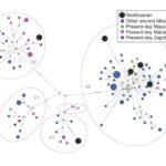 Data from our present work on ancient Teotihuacans, our previous studies on present-day Mesoamericans (Mizuno et al., 2014, 2017), and other research on ancient Mesoamericans (Morales-Arce et al., 2017, 2019) are incorporated into this network analysis. Credits: Dr. Fuzuki Mizuno