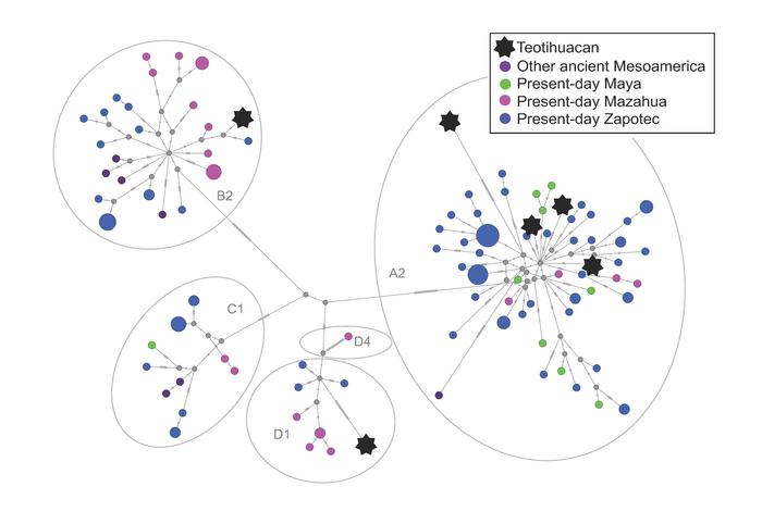 Data from our present work on ancient Teotihuacans, our previous studies on present-day Mesoamericans (Mizuno et al., 2014, 2017), and other research on ancient Mesoamericans (Morales-Arce et al., 2017, 2019) are incorporated into this network analysis. Credits: Dr. Fuzuki Mizuno