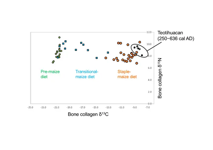 In the analysis of stable isotope ratios (δ13C and δ15N), the six ancient samples from Teotihuacan were mapped to an area indicating the intake of stable isotopes through a staple maze diet. Black circles represent Teotihuacans. Green, Blue, and Orange indicate pre-maize, transitional maize, and staple maize diets, respectively. Reference data for stable isotope analysis of ancient Mesoamericans were obtained from Kennett et al. (2020). Credits: Dr. Fuzuki Mizuno